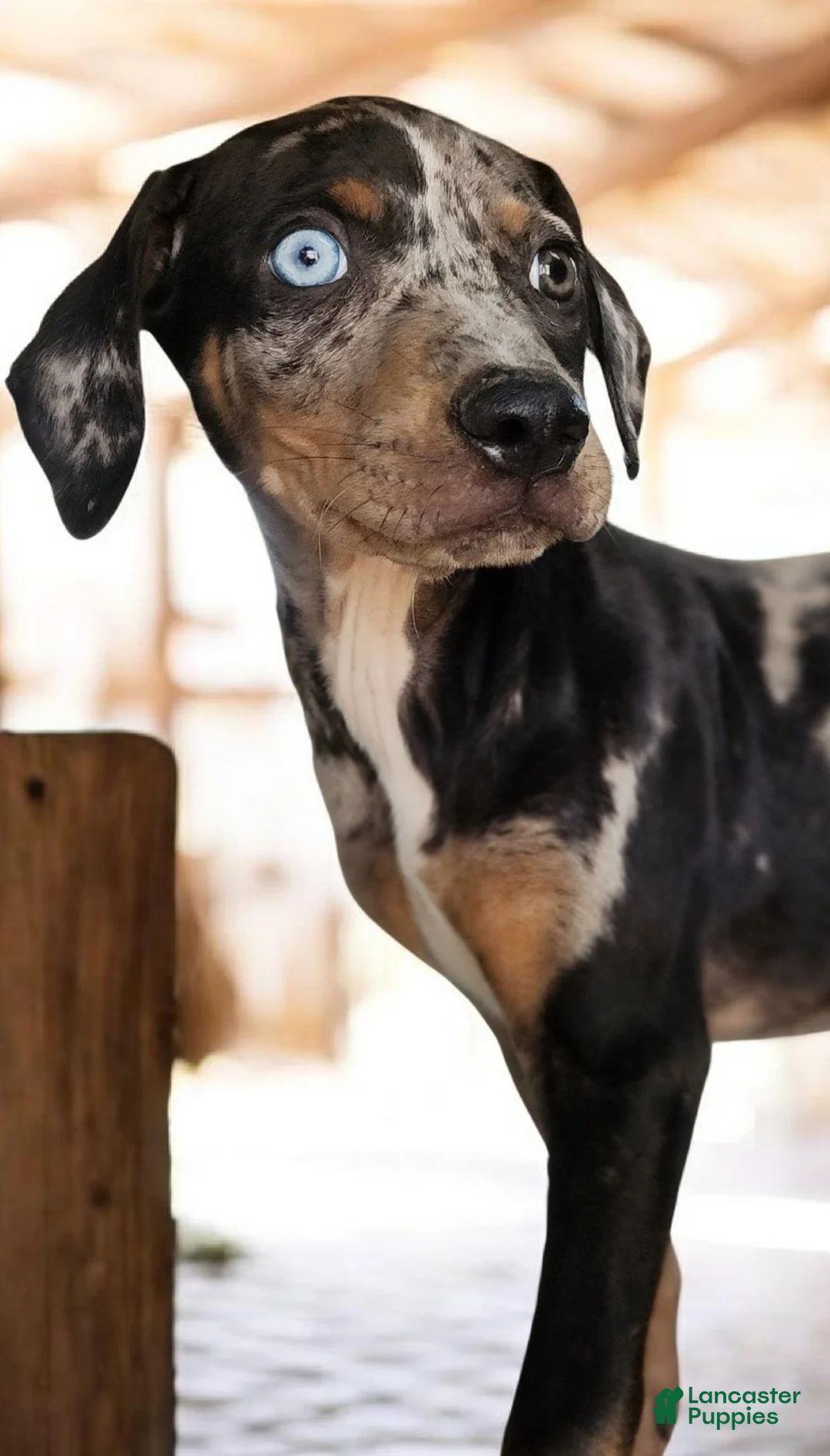 Catahoula Leopard Dog dogs for sale: Jesse 2026 F4 - Ad 2