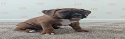 Boxer dogs for sale: Sienna - Ad 3
