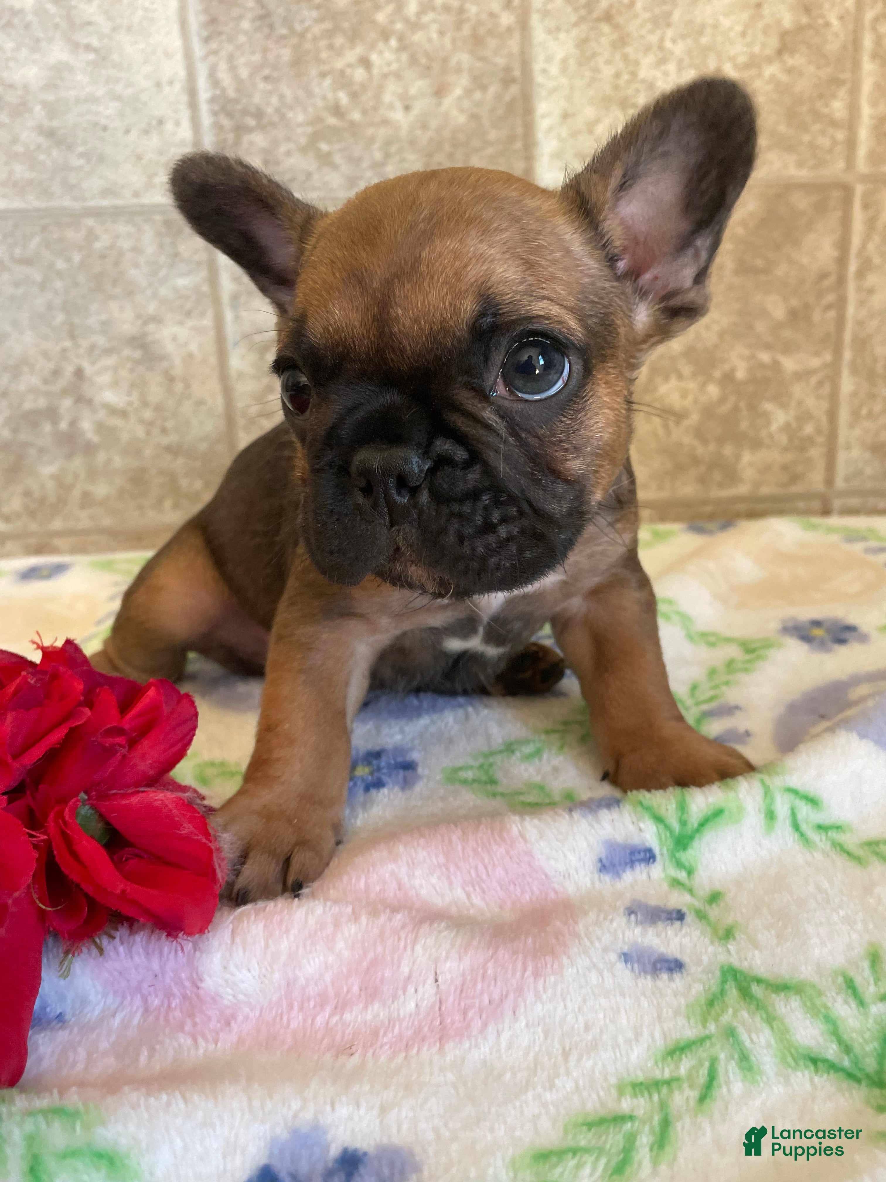 French Bulldog dogs Jerry - Ad 42