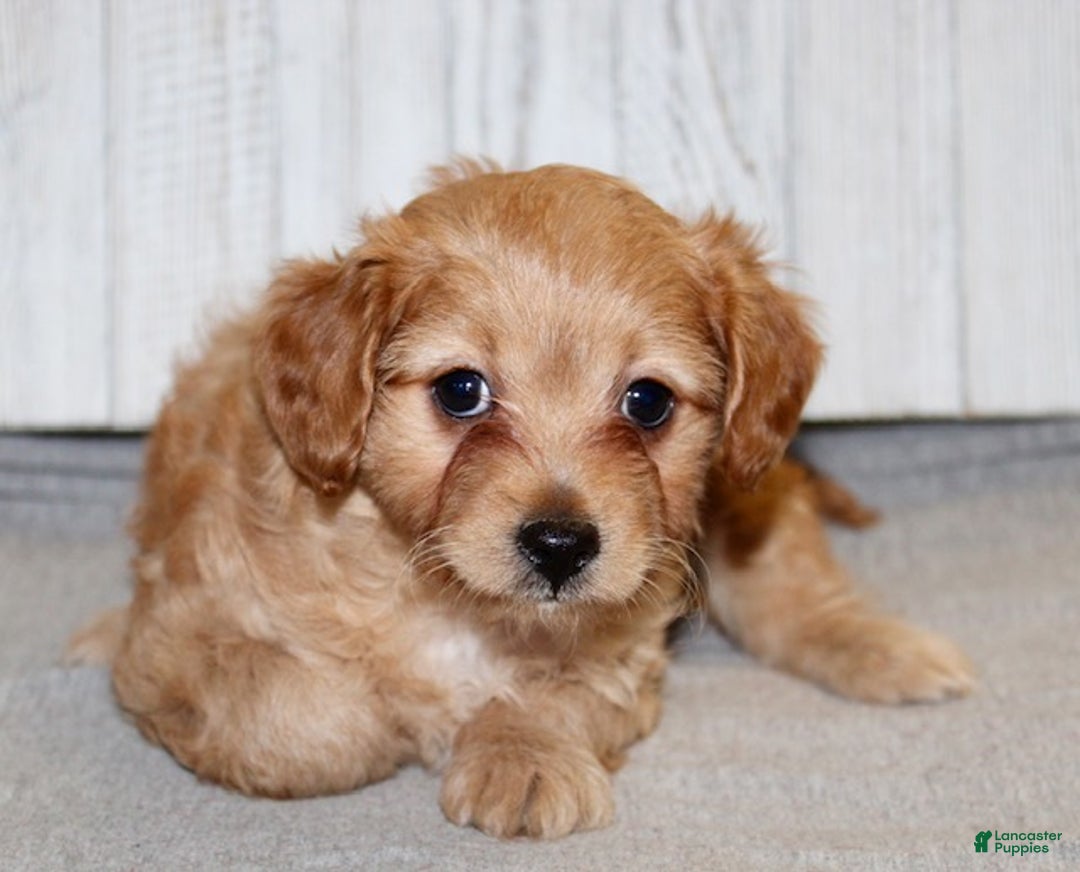 Cavapoo dogs for sale: Sarah - Ad 5