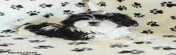 Shih Tzu dogs for sale: Crinkles - Ad 5