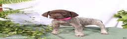 German Shorthaired Pointer dogs for sale: Molly - Ad 4