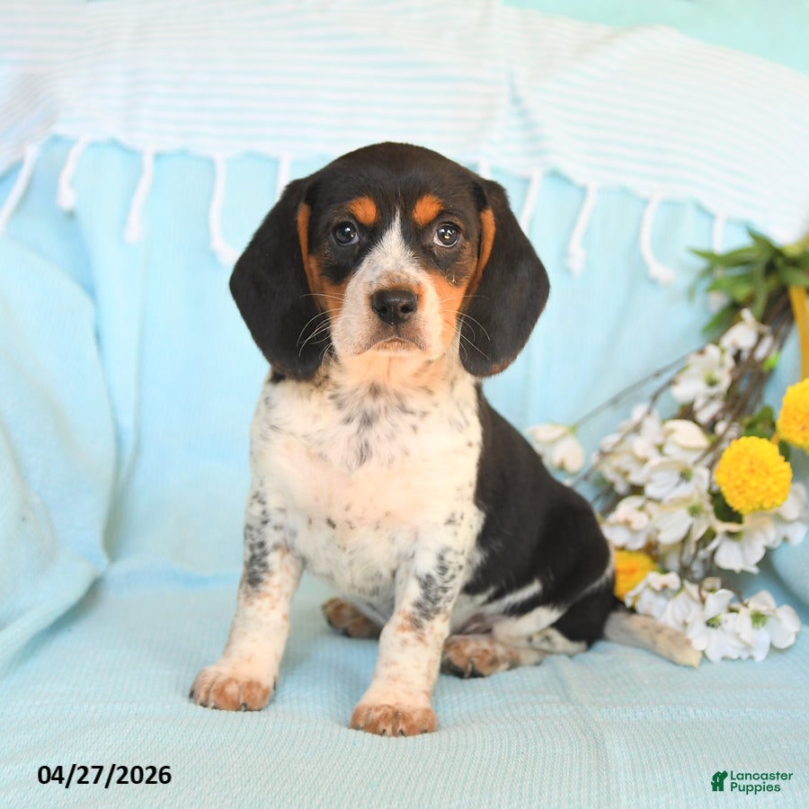 Beagle dogs Daisy - Ad 1