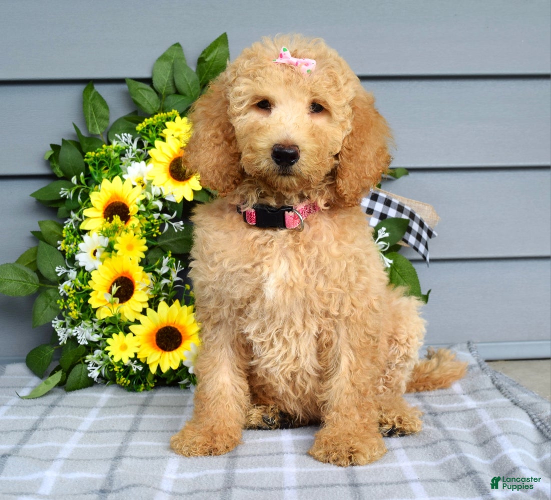 Goldendoodle dogs Jenna  - Ad 1