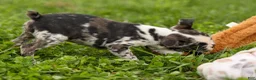 Frenchton dogs for sale: BRANDY - Ad 6