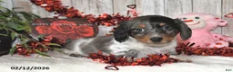 Miniature Dachshund dogs for sale: Ace - Ad 1
