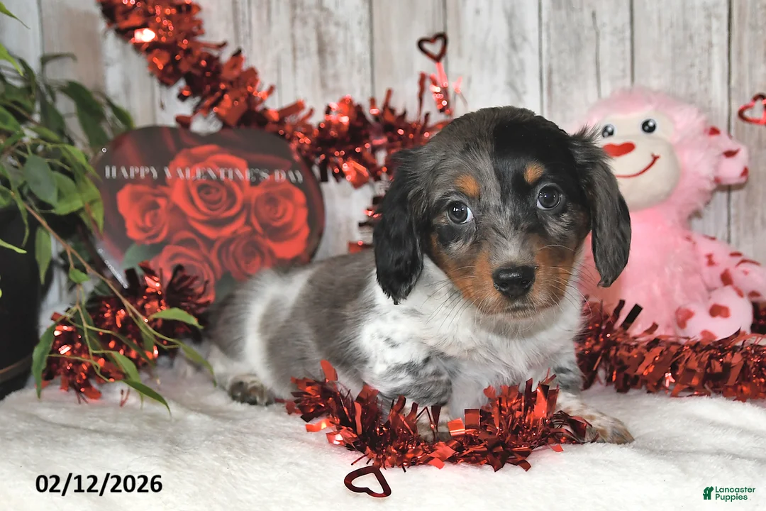 Miniature Dachshund dogs for sale: Ace - Ad 1