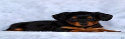 Dachshund dogs for sale: Kenzie - Ad 3
