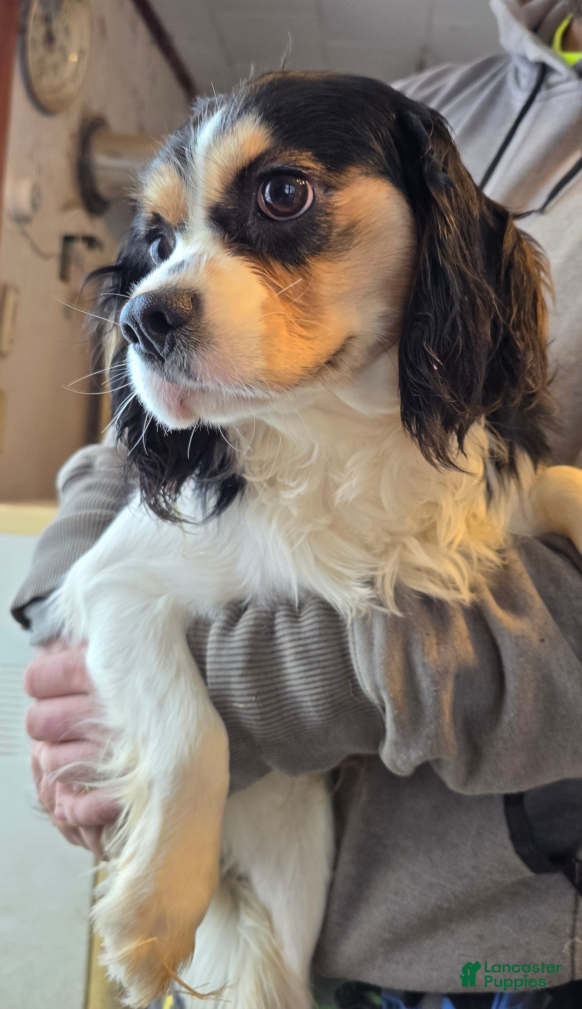 Cavalier King Charles Spaniel dogs Andy - Ad 2