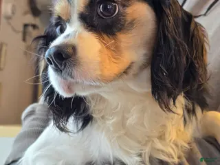 Cavalier King Charles Spaniel dogs Andy - Ad 2