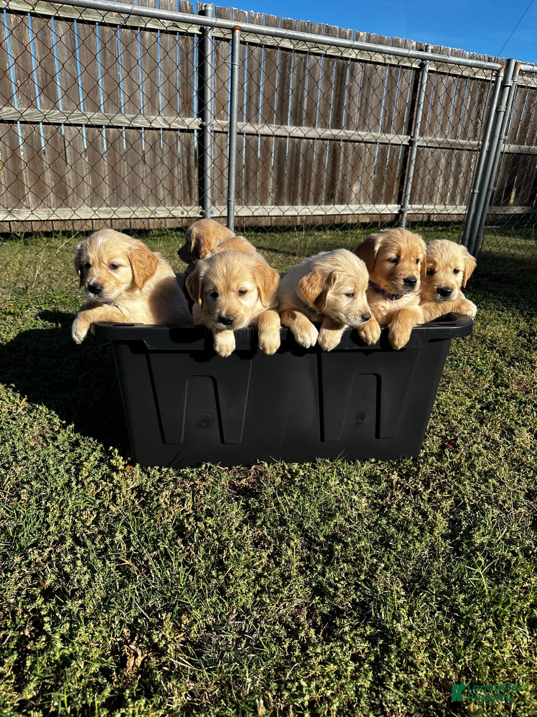 Golden Retriever dogs for sale: Pink - Ad 3