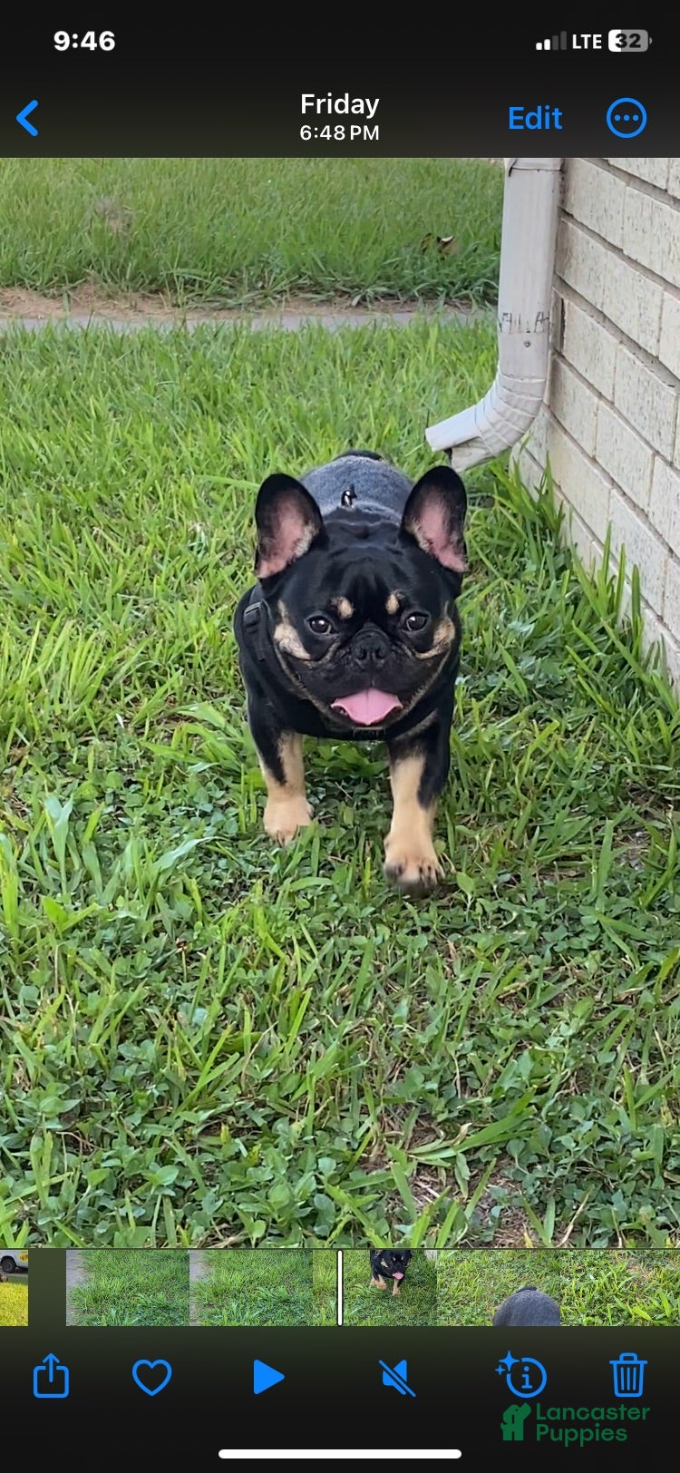 French Bulldog dogs Smokey - Ad 2