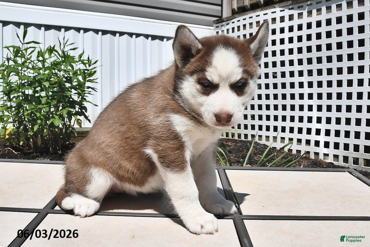 Siberian Husky dogs for sale: Carmel - Ad 3