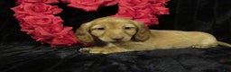 Miniature Dachshund dogs for sale: Missy - Ad 3