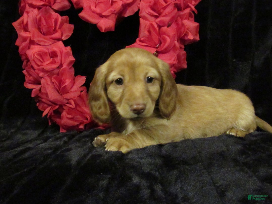 Miniature Dachshund dogs for sale: Missy - Ad 3