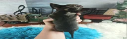 Chihuahua dogs for sale: Mouses black merle - Ad 6