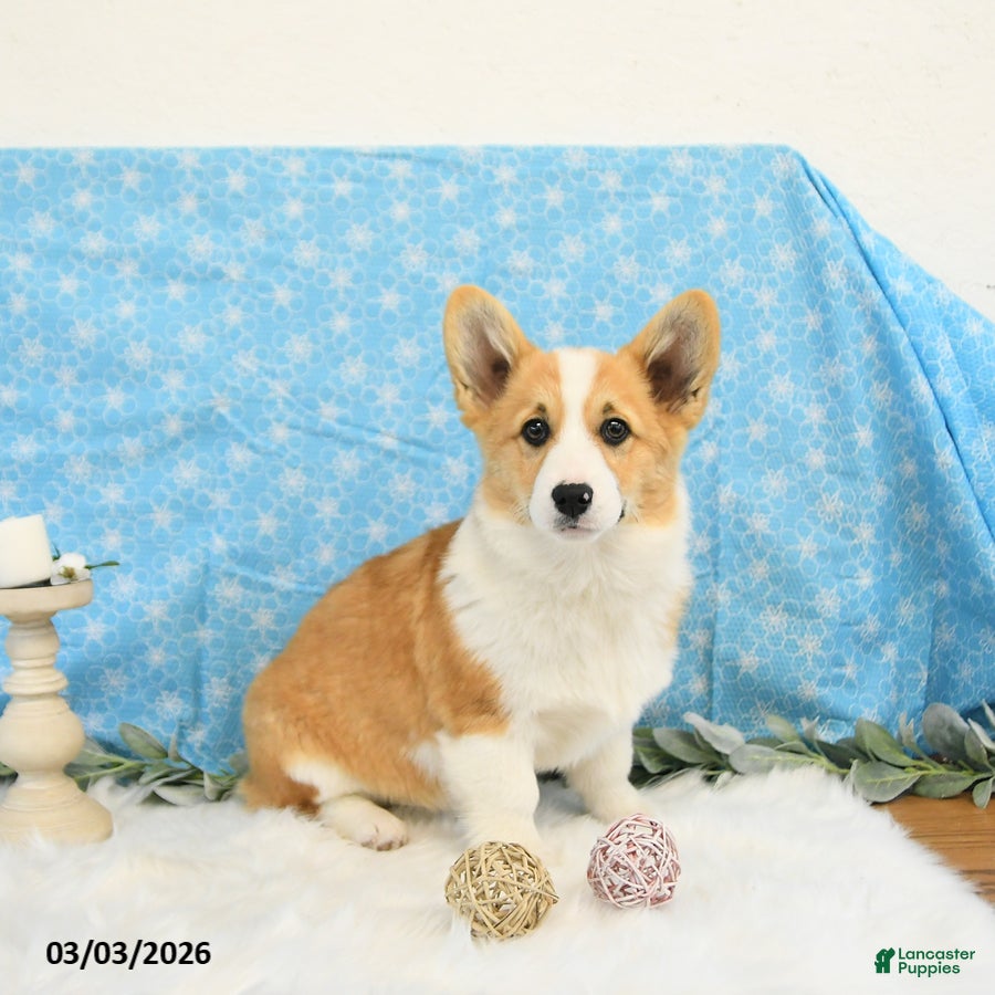 Welsh Corgi Pembroke dogs Roxy - Ad 2