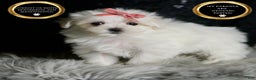 Maltese dogs for sale: Snow White - Ad 7