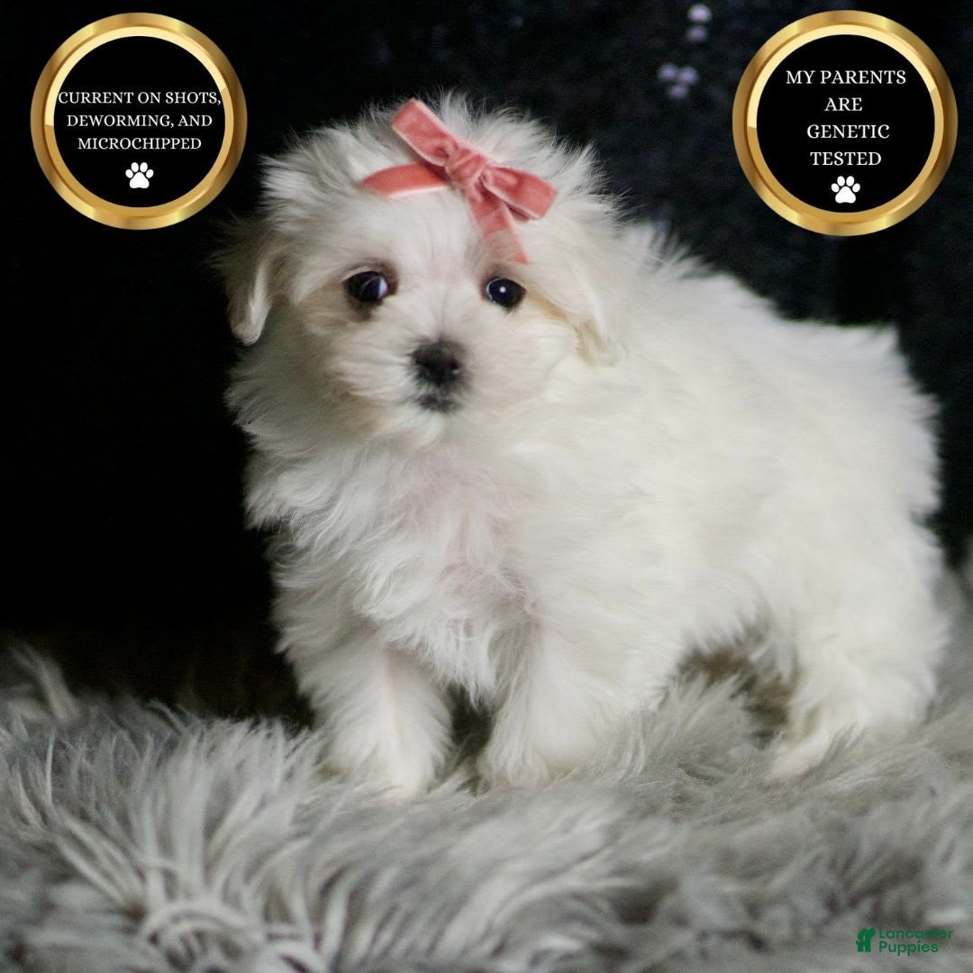 Maltese dogs for sale: Snow White - Ad 7
