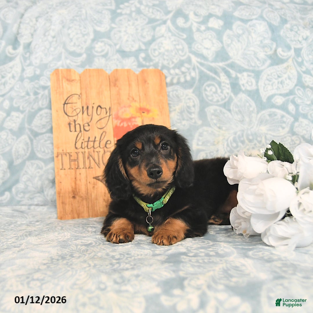Miniature Dachshund dogs for sale: Prince   - Ad 2