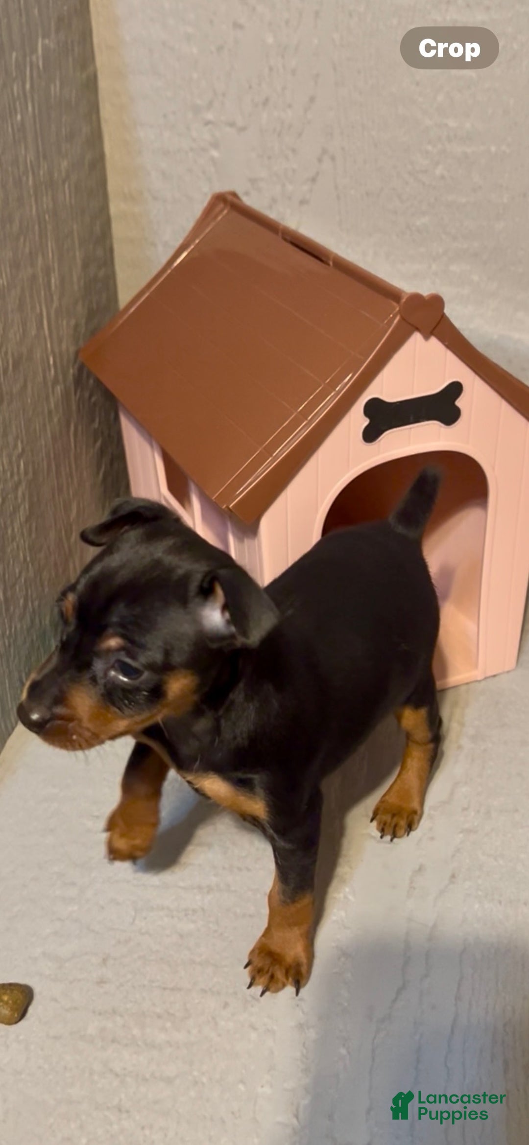 Miniature Pinscher dogs for sale: Rocco - Ad 2