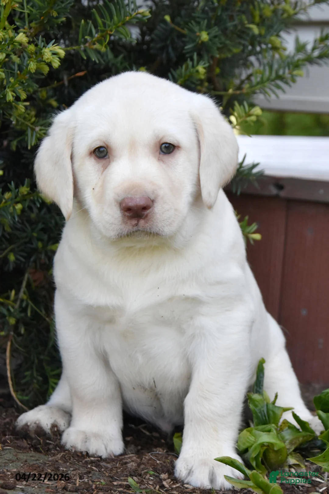 Labrador Retriever dogs for sale: Woody - Ad 1