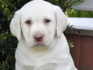 Labrador Retriever dogs for sale: Woody - Ad 4