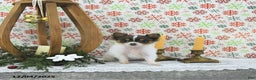 Pomeranian dogs for sale: Lilly - Ad 4