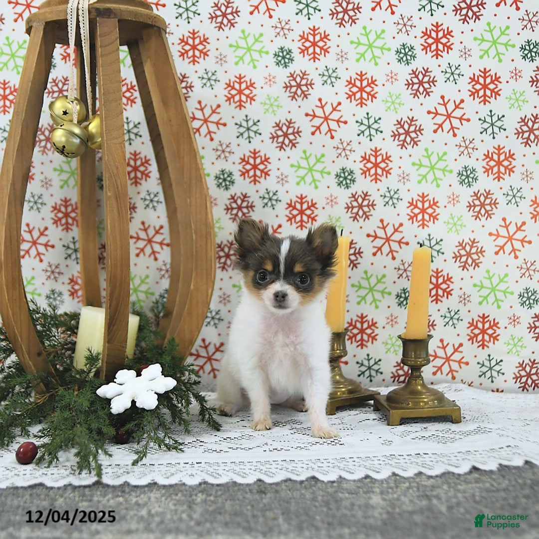 Pomeranian dogs for sale: Lilly - Ad 4