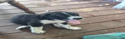 Mixed Breed dogs for sale: Mixed Breed 1 - Ad 2