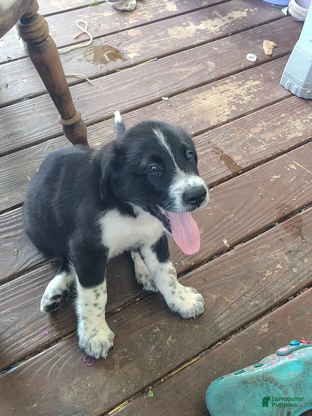 Mixed Breed dogs for sale: Mixed Breed 1 - Ad 2