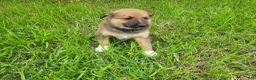Mixed Breed dogs for sale: Jasmine  - Ad 4