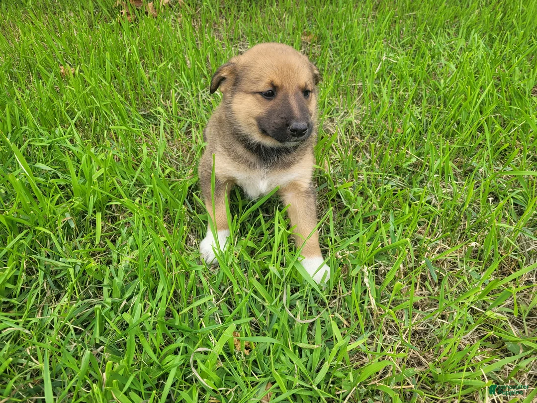 Mixed Breed dogs for sale: Jasmine  - Ad 4