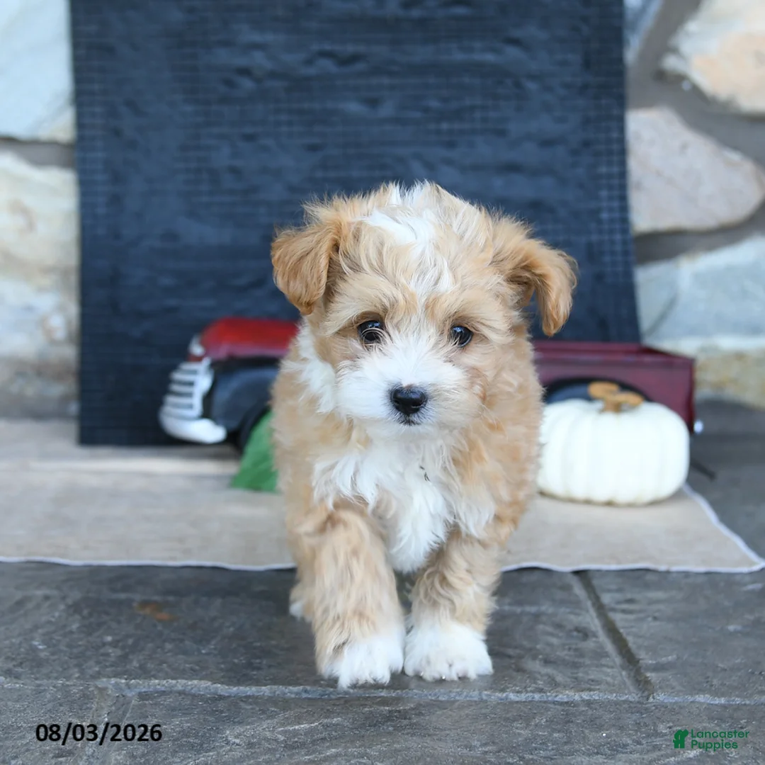 Maltipoo dogs for sale: Donna - Ad 2