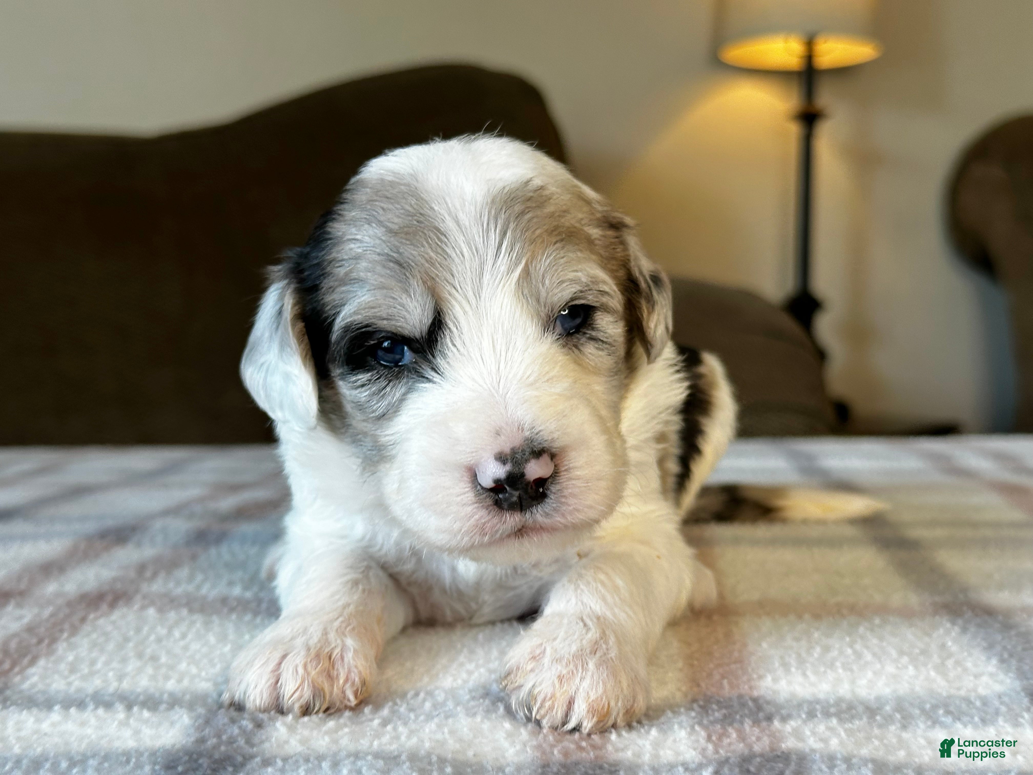 Sheepadoodle dogs Merle Male 2 - Ad 1