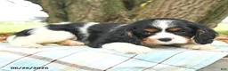 Cavalier King Charles Spaniel dogs for sale: Kami - Ad 4