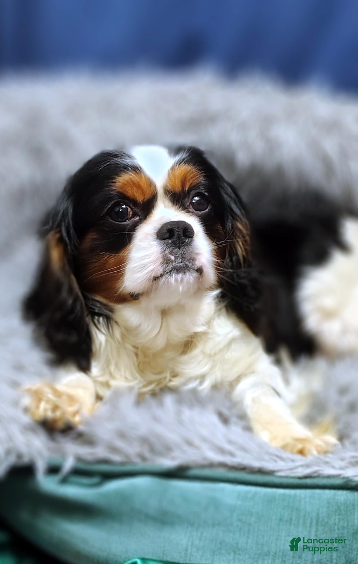 Cavalier King Charles Spaniel dogs Paxton  - Ad 2