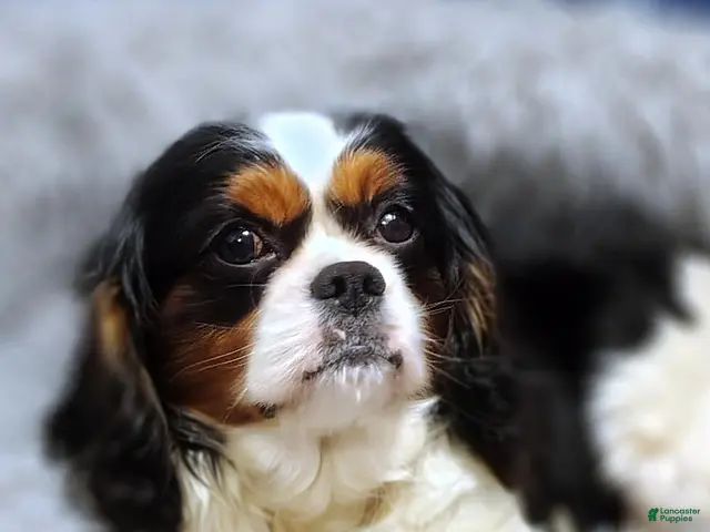Cavalier King Charles Spaniel dogs for sale: Prince - Ad 2