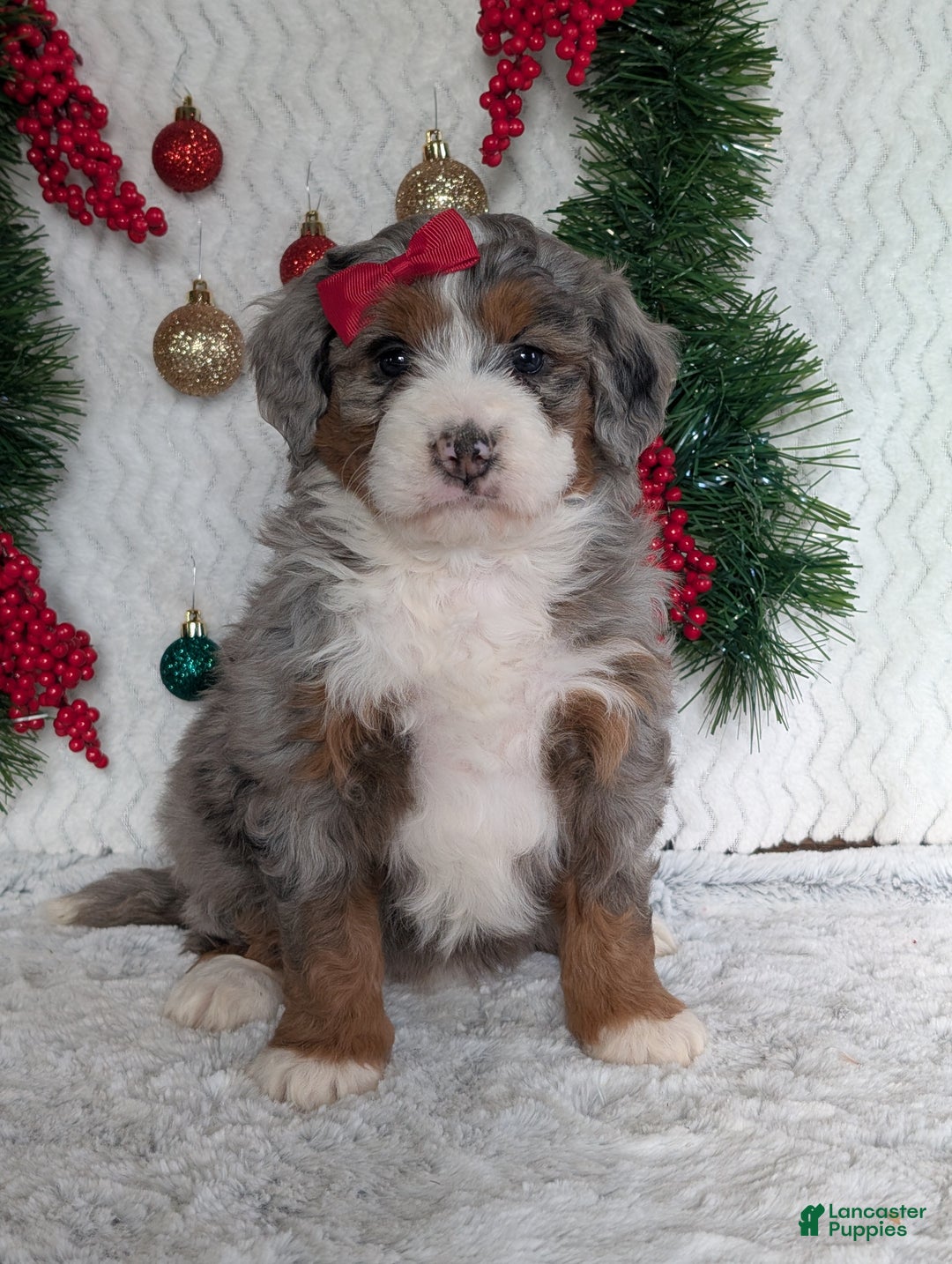 Mini Bernedoodle dogs for sale: Mini Opal  - Ad 1