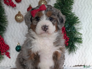 Mini Bernedoodle dogs Mini Opal - Ad 7