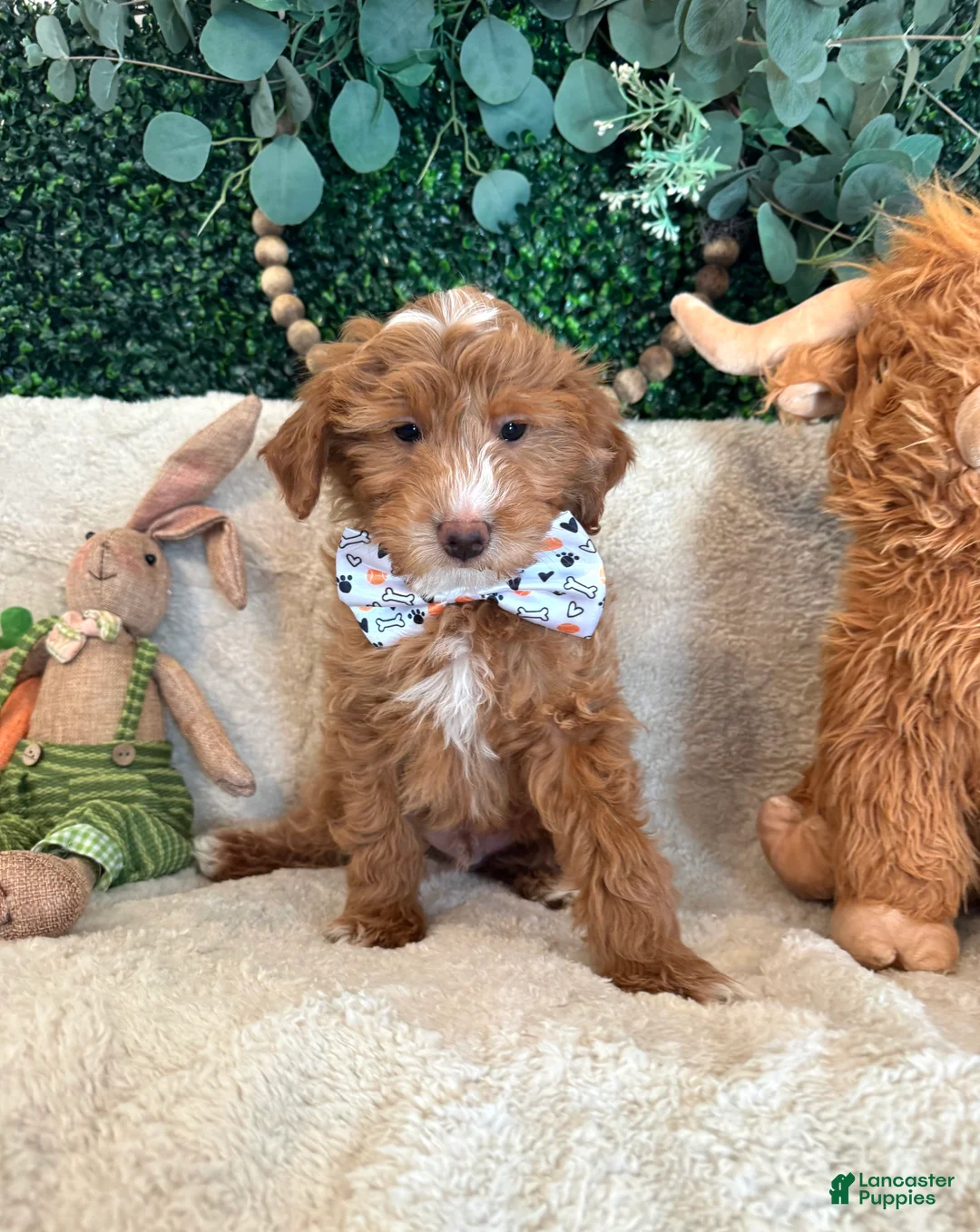 Mini Goldendoodle dogs for sale: Noah - Ad 1