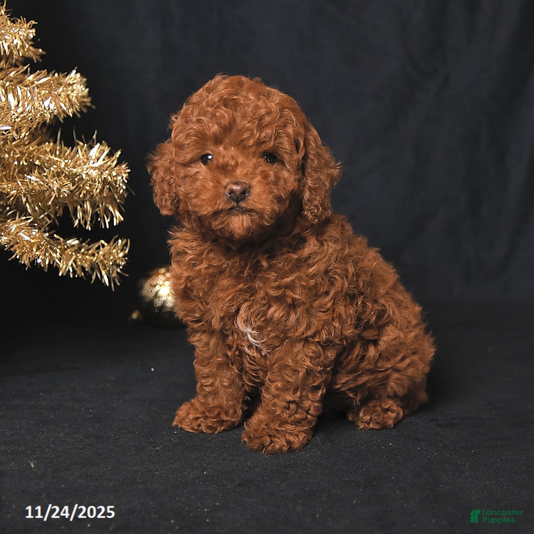 Toy Poodle dogs for sale: Winston - Ad 4