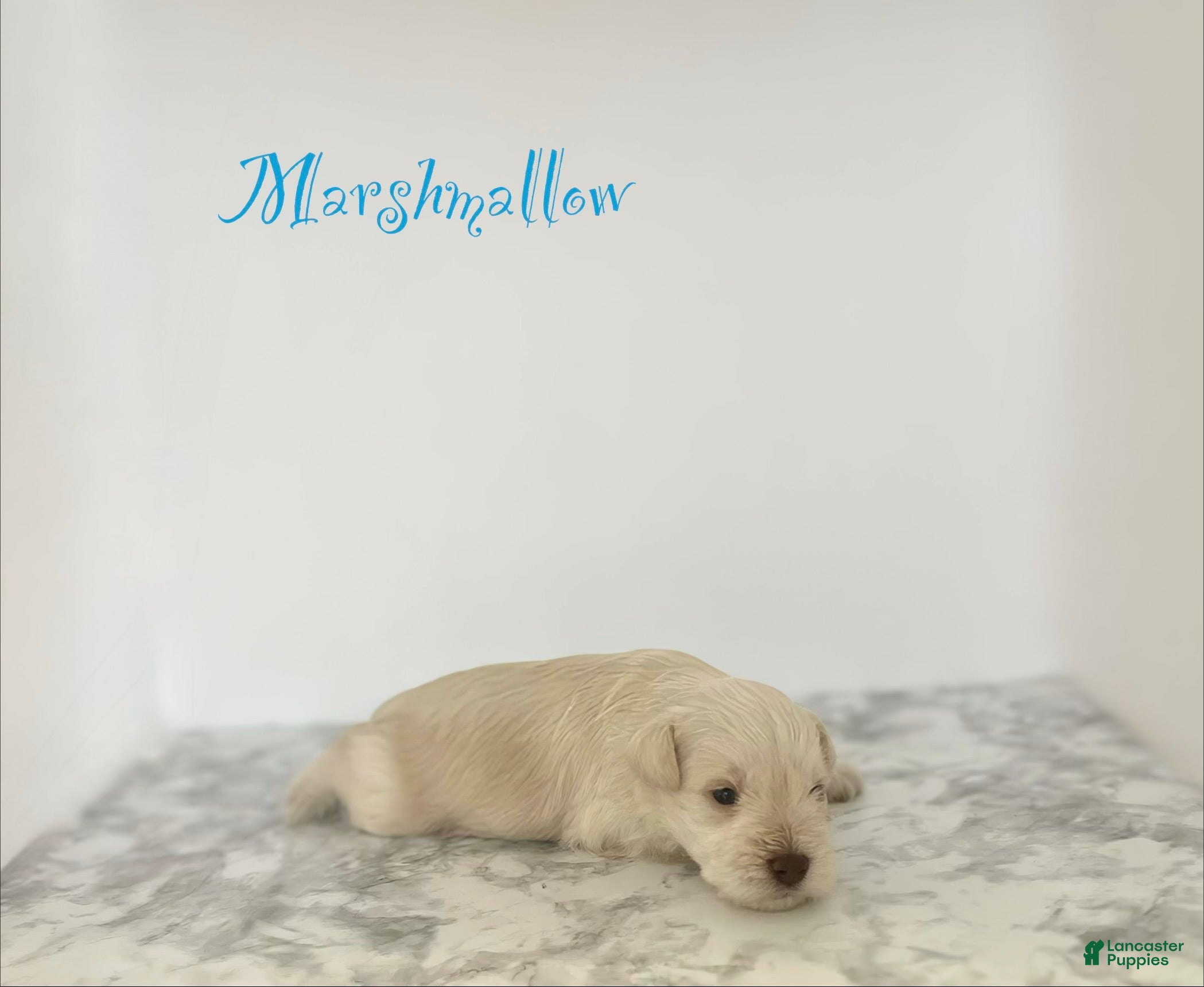 Miniature Schnauzer dogs Miniature Schnauzer 1 - Ad 33
