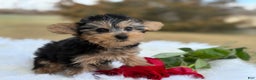 Yorkshire Terrier dogs for sale: Rose - Ad 4