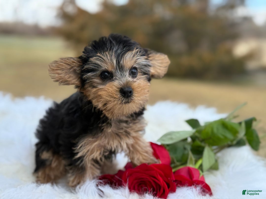 Yorkshire Terrier dogs for sale: Rose - Ad 4