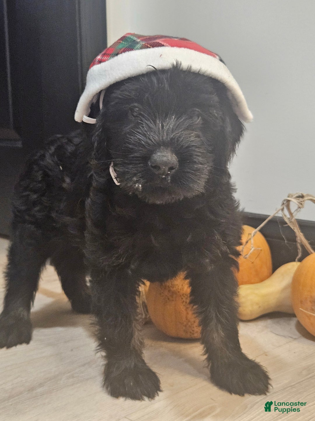 Giant Schnauzer dogs for sale: Giant Schnauzer Puppy 3 - Ad 1