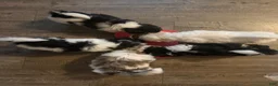 Malshi dogs for sale: Malshi 1 - Ad 3