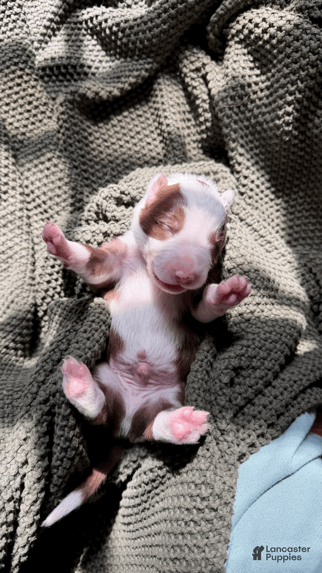 Border Collie dogs Ube - Ad 11