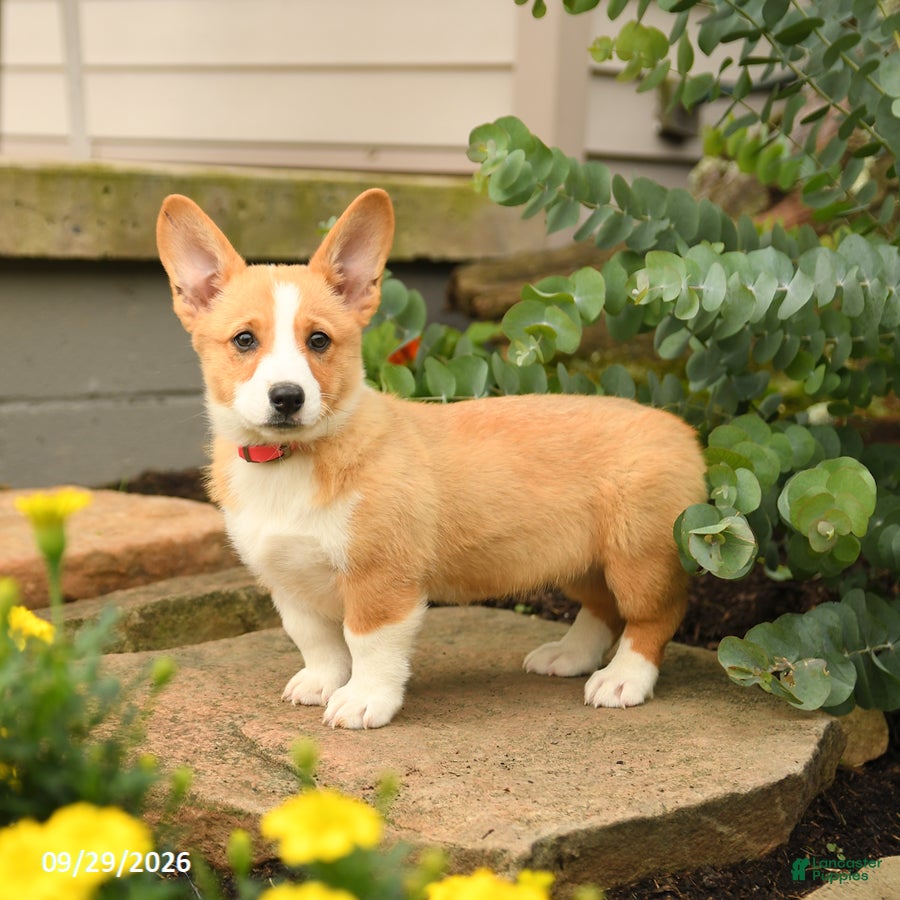 Welsh Corgi Pembroke dogs Summer - Ad 2