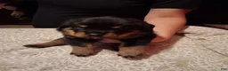 Rottweiler dogs for sale: Rottweiler Puppy 1 - Ad 3